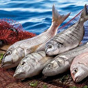 Karadeniz somonu Rusya'dan büyük talep görüyor