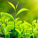 ÇAYKUR'da yaş çay bedeli ödemelerine başlandı