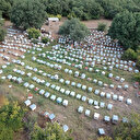 Edirne'de bal hasadı başladı