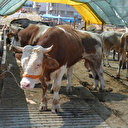 Bu yıl kurban fiyatları ne kadar?