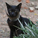 Hatay'da kurtarılmaya çalışılan 'inatçı' kedi yakalandı