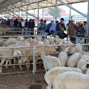 Bayraktar kurbanlık fiyatlarını açıkladı
