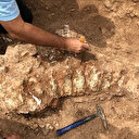 Kurutlu'da 2 bine yakın hayvan fosili bulundu