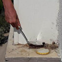 Balkon kenarındaki kumru ve yavrularını kepçeyle besliyor