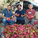 Bahçede 17 markette 40 lira!