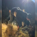 Kahraman polis yaralıyı uçurumdan sırtında çıkardı