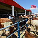 Kurban pazarlarında bayram öncesi yoğunluk