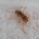 Kahramanmaraş'ta görülen örümcek korkuttu