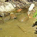 Mahsur kalan kaplumbağaları vatandaşlar besliyor