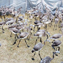 Yavru flamingolar halkalandı