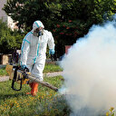 Edirne'yi 'sinek' bastı