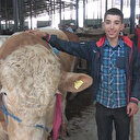 Otomobil fiyatına kurbanlık