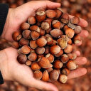 Fındık üreticileri için hasat zamanı