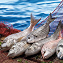 Balık üreticilerine iki önemli destek