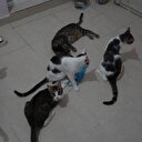 Yer bulunmazsa 50 kedi sokakta kalacak