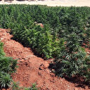 PKK'nın finans kaynağına darbe: 1 milyon 349 bin 104 kök ele geçirildi