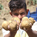 Patates fiyatıyla hüsrana uğrattı