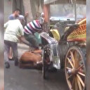 Büyükada'da baygınlık geçiren atı zorla kaldırmaya çalıştılar