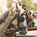 Faytonlar kalsın atlara iyi bakılsın