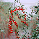 Aksaray’dan tüm dünyaya ihraç ediliyor: Talebe yetişemiyorlar