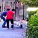 Pitbull cinsi köpek yavru kediyi saniyeler içerisinde parçaladı