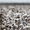 Araban Ovası’nda pamuk hasadına başlandı