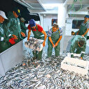 Ağlara istavrit takıldı