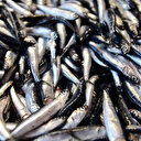 Balık sezonu başladı ilk fiyatlar açıklandı: Hamsi 25, istavrit 20 lira