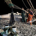 Samsunlu balıkçılar denizden 120 kasa istavritle döndü