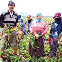 Şeker pancarı alım fiyatı yüz güldürdü