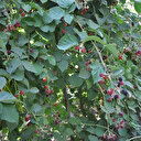 Devlet destek verdi: Batman'da üretimi tavan yaptı