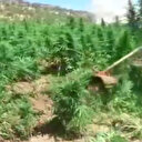 Diyarbakır'da 6 milyon kök Hint keneviri ele geçirildi