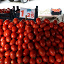 Domates 50, karpuz 20 kuruşa düştü