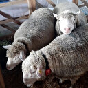 Dünyanın en verimli ırkları: Almak isteyenler 6 ay öncesinden sıraya giriyor