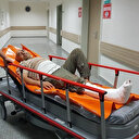 Hayvan otlatan adamı ayı saldırısından köpekler kurtardı