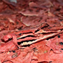 ABD ve Avrupa'ya cips formunda kavun karpuz ihracatı