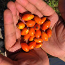 Kuşburnu geçim kaynağı oldu