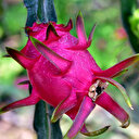 Hem şekli hem de fiyatı şaşırtıyor