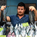 Çanakkale Boğazı'nda yakalanan ilk palamutlar tanesi 40 liradan satılıyor