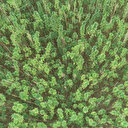 Kenevir tohumu üretimi 2023’te 150 tona çıkacak