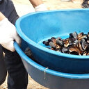 Antalya'da sağlıksız koşullarda üretilen 1,5 ton midye dolma ele geçirildi