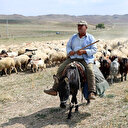 Yemek ve kalacak yer imkanı da sağlanıyor ama 4 bin lira maaşla çalıştıracak çoban bulamıyorlar