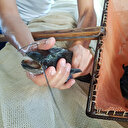 Türkiye’de ilk kez kitlesel olarak üretildi: 10 milyonluk gelir getirmesi öngörülüyor