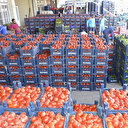 Domates 70 kuruşa düştü, satılamayınca tonlarca domates kabzımalların elinde kaldı