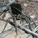En tehlikeli 9 örümcek türünden biri Bilecik’te görüldü