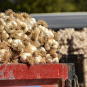 Eylül ayının zam şampiyonu sarımsak oldu, fiyatı en fazla düşen ürün ise limon