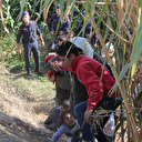 Mısır tarlasında saklandılar: 50 düzensiz göçmen yakalandı