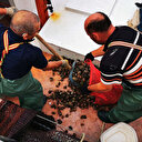 Karadenizli balıkçılar deniz salyangozuna yöneldi