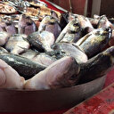 Palamut fiyatı rekor kırıyor hamsi düşüşte