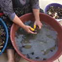 Merdivenaltı midyecilere suçüstü: Sağlıksız koşullarda üretilen 100 kilo midyeye el konuldu